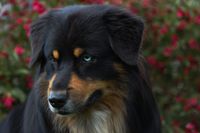 Yuma Deckrüde Stud Dog CASD VDH FCI Australian Sheperd Black Tri Blue Eye Aussie